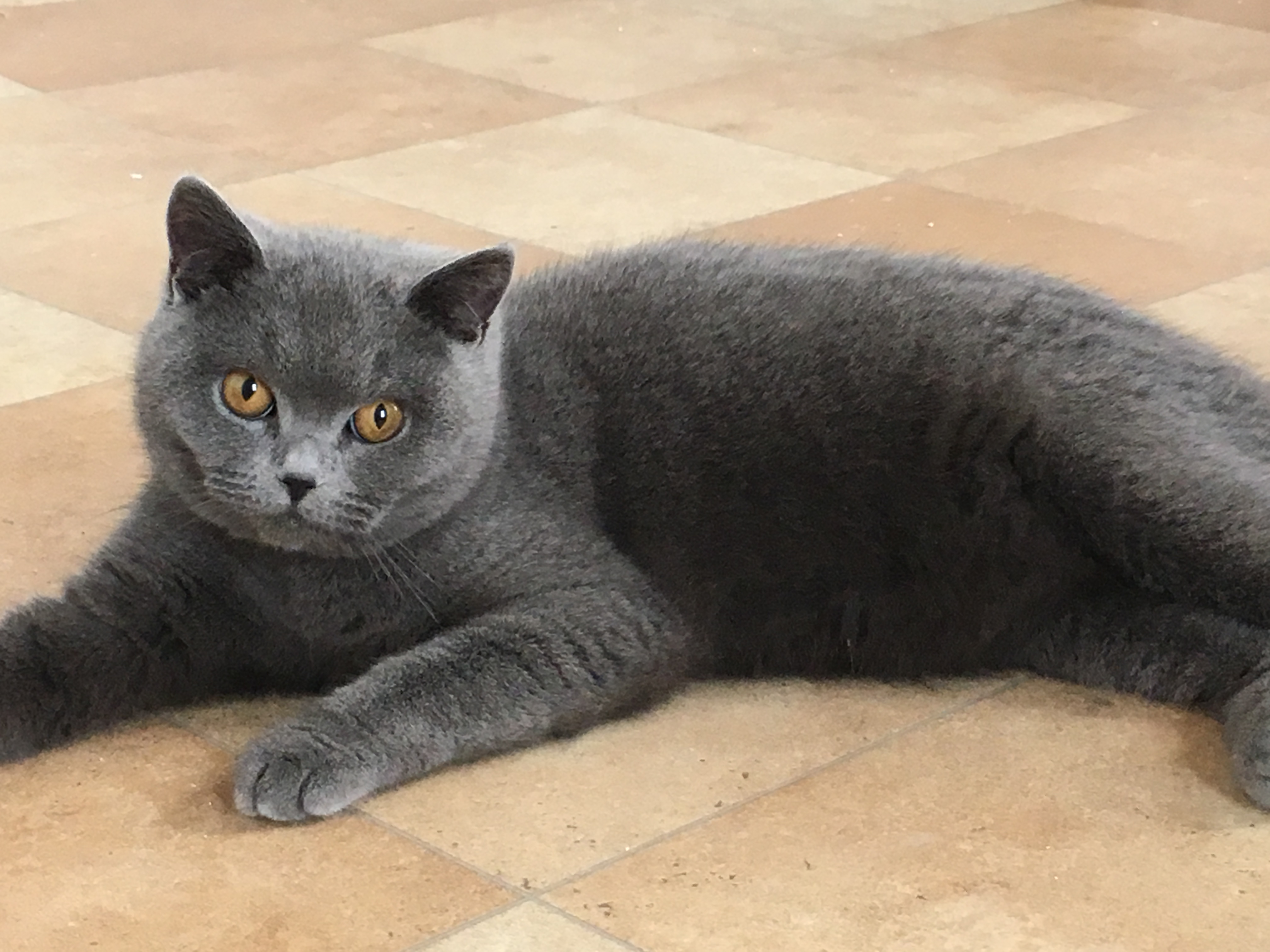 Blue British Shorthair Cat Breed Information - wide 8