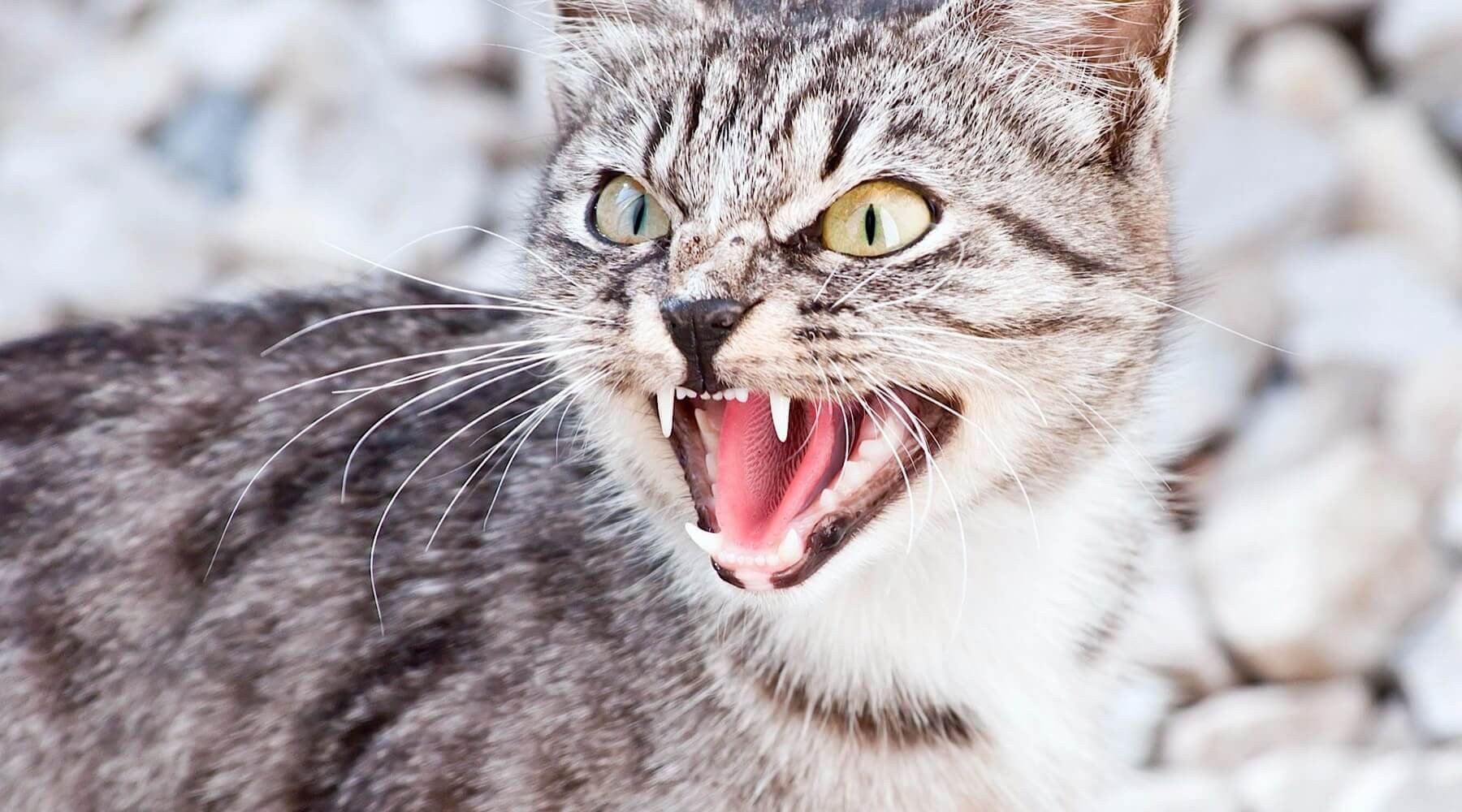 Cat aggression and what to do about it Bombadillo Kittens