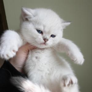 colourpoint british shorthiar kitten for sale