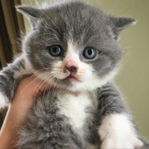 blue bicolour british shorthair kittens for sale