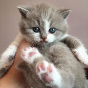 lilac bicolour British Shorthair kittens for sale