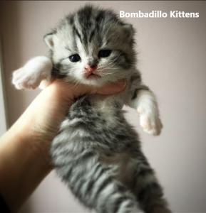 bicolour tabby British shorthair kitten