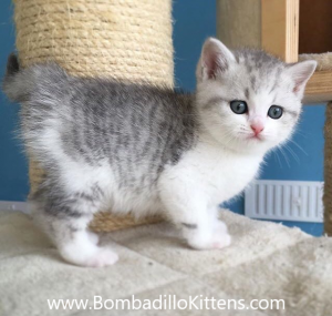 unusual British Shorthair kittens