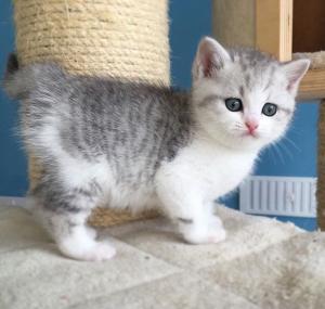 tabby bicolour british shorthair kittens for sale