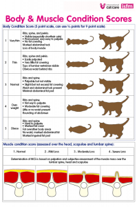 Body condition score for overweight and obese cats