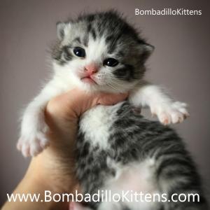 tabby bicolour british shorthair kittens for sale