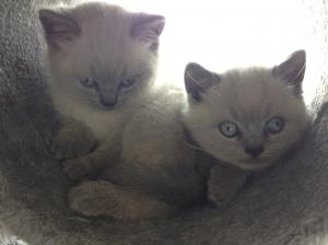 Blue colourpoint british shorthair kittens