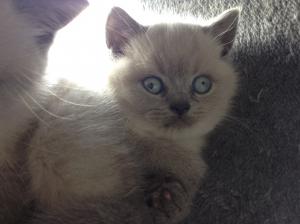 Blue colourpoint british shorthair kitten