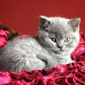 Blue British Shorthair kitten for sale