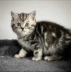 Classic silver tabby British Shorthairs for sale