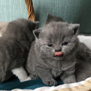 Blue British Shorthair kittens for sale 