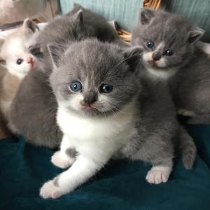 British Shorthair kittens for sale 