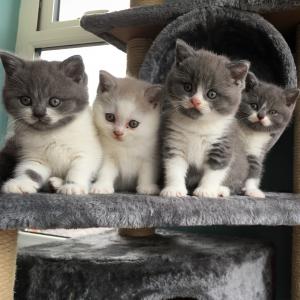 Blue eyed cats British Shorthair kittens for sale 