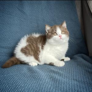 Chocolate British Shorthair kitten for sale
