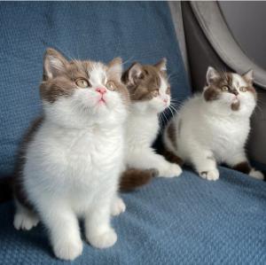 Chocolate bicolour British Shorthair kitten for sale
