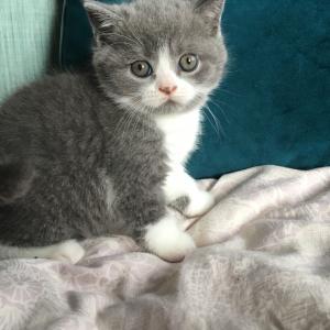 Bicolour British Shorthair kittens for sale 