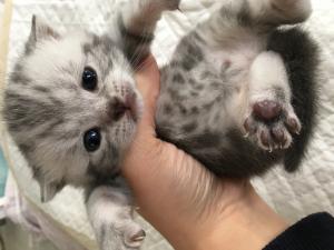 Silver tabby British Shorthair kittens for sale