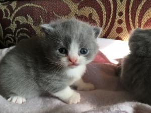 Blue Bicolour British Shorthair kittens for sale