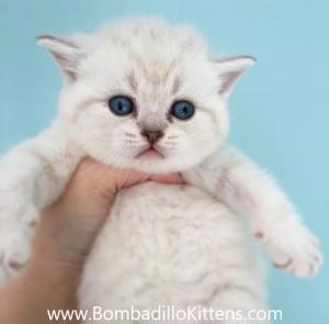 colourpoint british shorthair kittens for sale