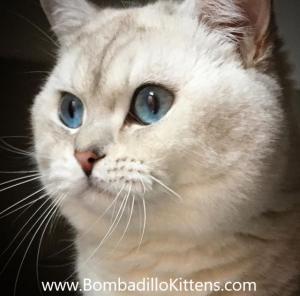 colourpoint british shorthair kittens