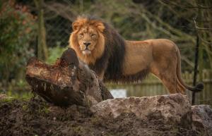 Asiatic Lion Iblis at Chester Zoo