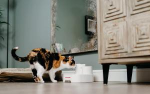Pet Mate cat water fountain with cat drinking from it