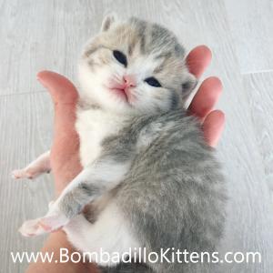 british shorthair kittens for sale 
