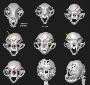 Holes in skulls of flat faced cats 