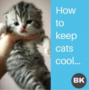 how to keep cats cool cat with quote