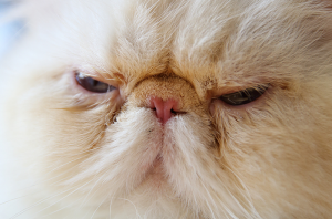 extreme cat breeds persian cat flat faced
