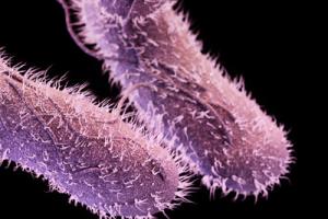 salmonella raw food superbugs