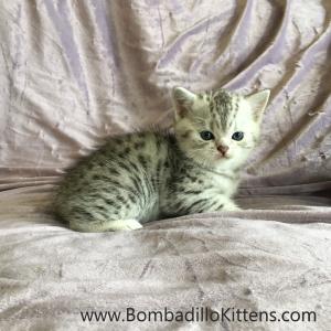 silver spotty British Shorthair kitten