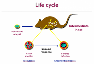 Toxoplasmosis in mice