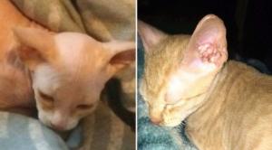 Kitten sale scams the sphynx that was a shaved moggie cat