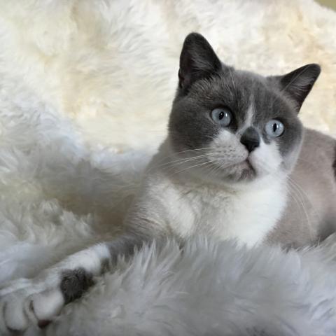 Marilyn, our blue and white colourpoint british shorthair queen