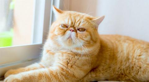 extreme cat breeds exotic shorthair 