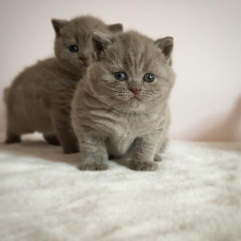 What to feed a cat lilac British Shorthair 