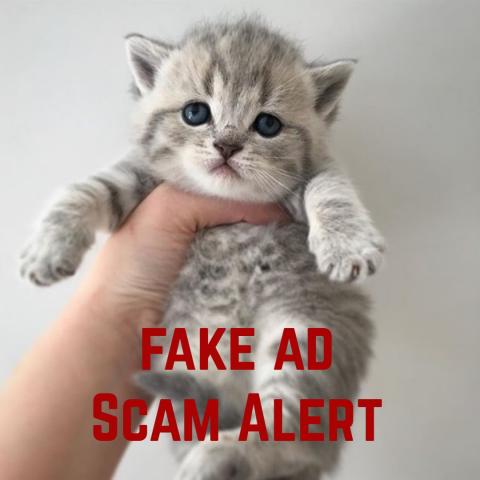 Fake ad scams