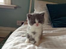 Blue british shorthair bicolour kitten on bed