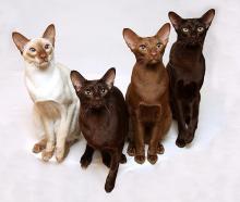 Cinnamon, Chocolate and Fawn cats cinnamon British Shorthair