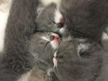Kitten sleep British Shorthair kittens sleeping