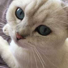 colourpoint stud cat British Shorthairs for sale