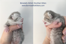 Bimetallic British Shorthair kittens for sale