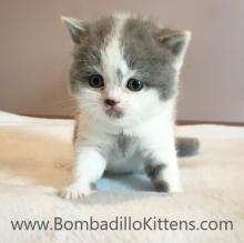 high white british shorthair kittens for sale
