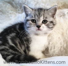 tabby bicolour British Shorthair kitten 
